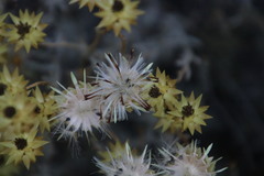 Syncarpha staehelina