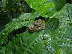 Bothrops osbornei