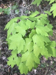 Acer rubrum image