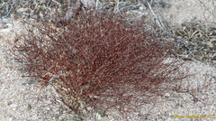 Eriogonum deflexum