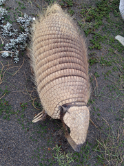 Chaetophractus villosus