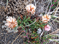 Armeria curvifolia