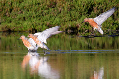 Red Knot photo 6