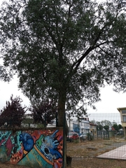 Quillaja saponaria