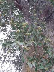Quillaja saponaria