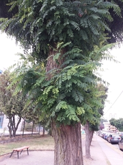 Robinia pseudoacacia