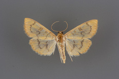 Psara dryalis