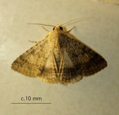 Pandesma