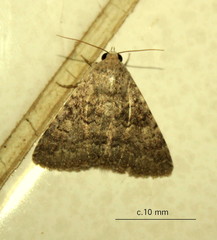 Pandesma