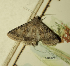 Pandesma