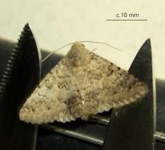 Pandesma