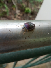 Coleotichus excellens