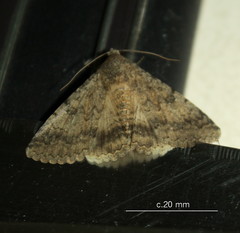 Pandesma