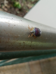 Coleotichus excellens