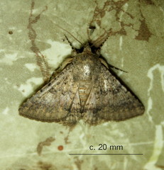 Pandesma