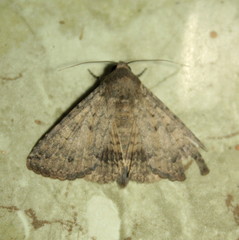 Pandesma
