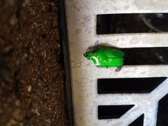 Ischiopsopha wallacei