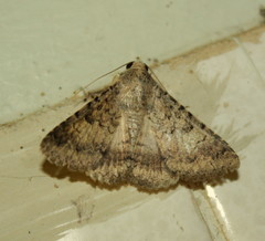 Pandesma