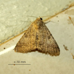 Pandesma