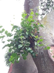 Quillaja saponaria