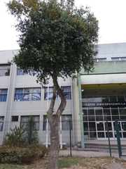 Quillaja saponaria