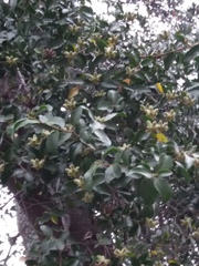 Quillaja saponaria