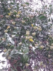 Quillaja saponaria