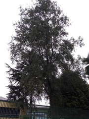 Quillaja saponaria