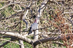 Patagioenas squamosa