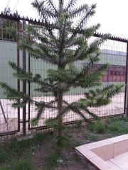 Araucaria angustifolia