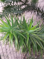 Araucaria angustifolia