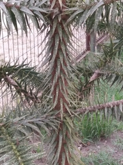 Araucaria angustifolia