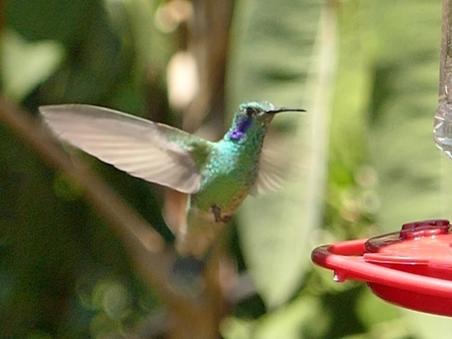 Lesser Violetear