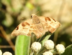 Arteurotia tractipennis tractipennis