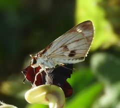 Vettius fantasos