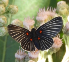 Melanis cephise cephise