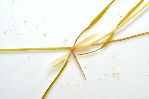 Potamogeton pusillus iNat (3)