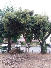Eriobotrya japonica