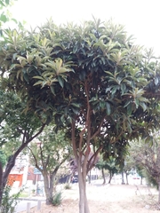 Eriobotrya japonica