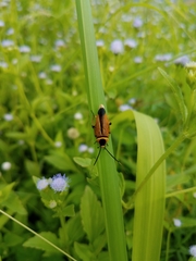 Ellipsidion simulans