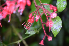 Miconia melanotricha
