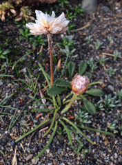 Armeria curvifolia