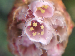 Armeria curvifolia