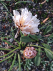 Armeria curvifolia
