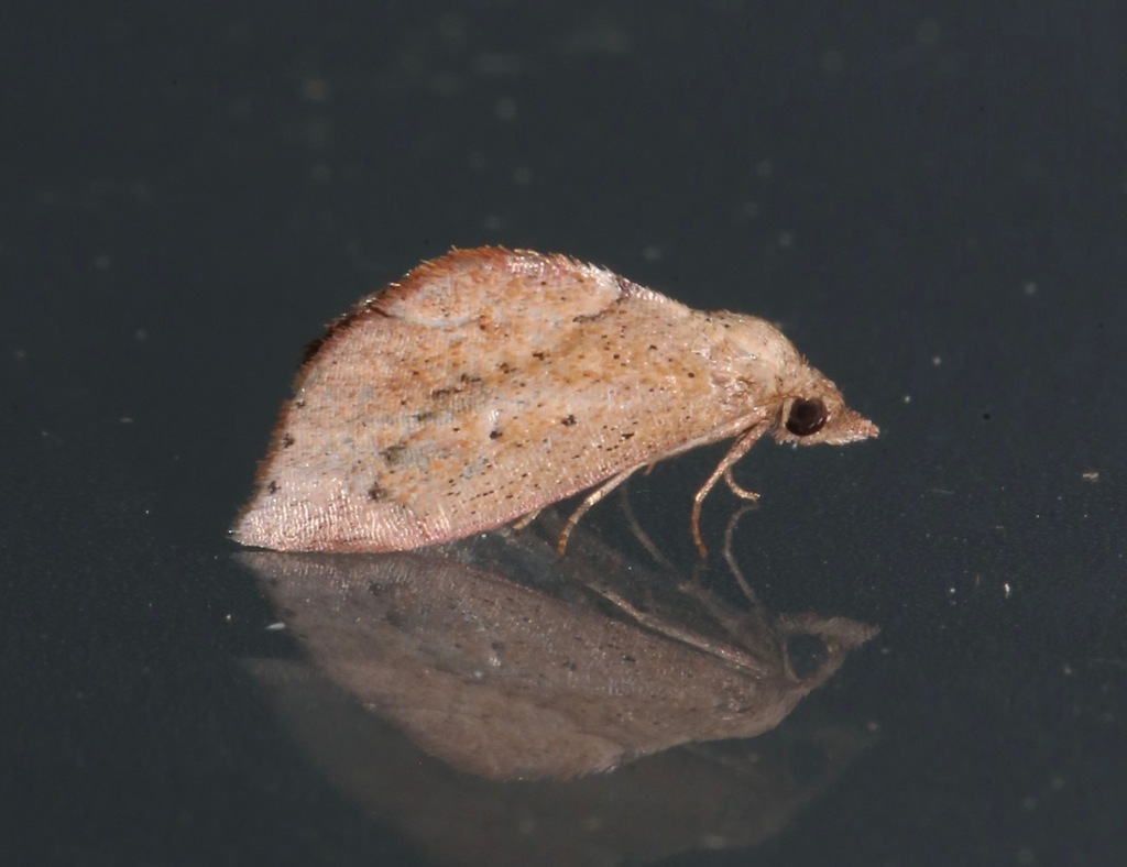 Proroblemma testa