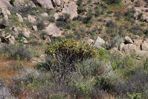 Image of Aloidendron ramosissimum by (c) Tony Rebelo, some rights reserved (CC BY-SA)