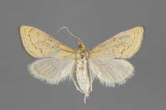Daulia arizonensis