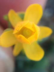 Berberis empetrifolia
