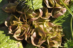 Arctopus monacanthus