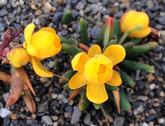 Berberis empetrifolia